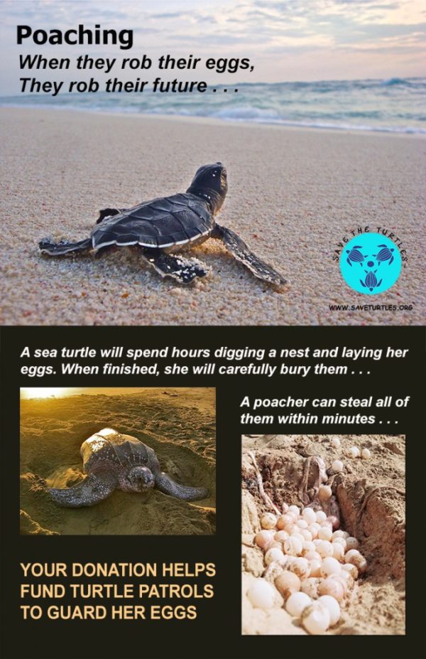 Donate Save the Turtles
