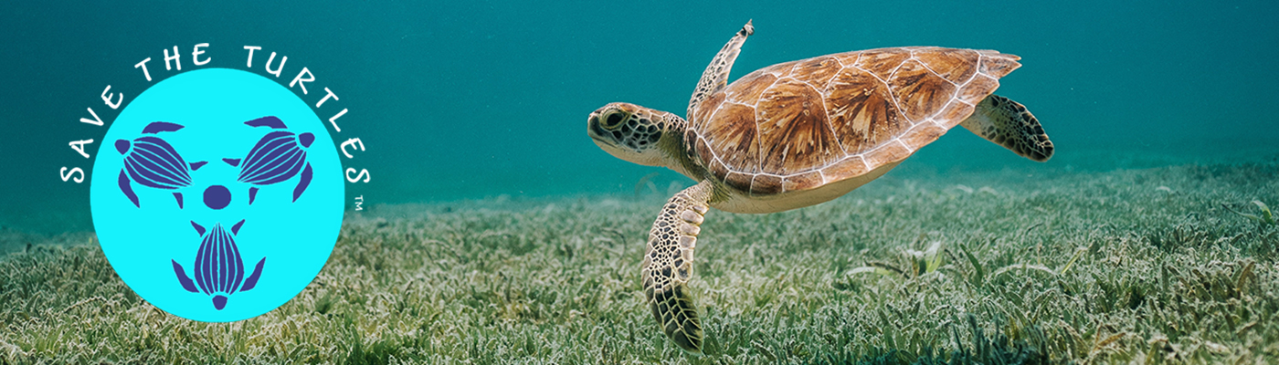 What Can You Do to Save Sea Turtles?