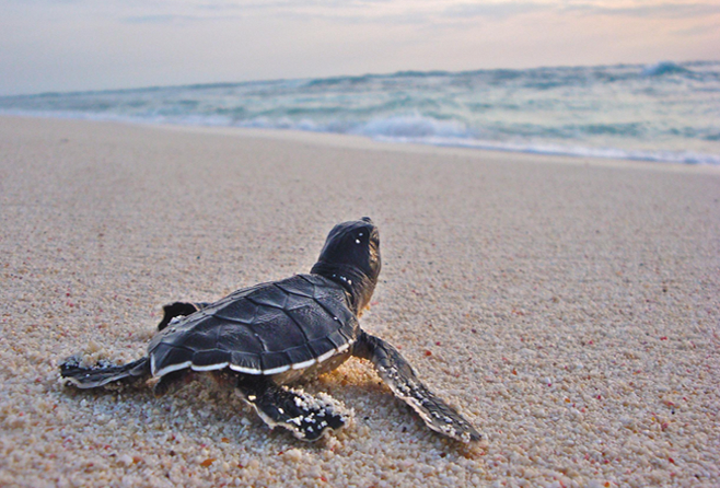 Sea Turtle Education - Save the Turtles